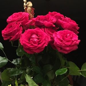 Hello! Welcome to my closet!